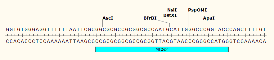 pCS105 多克隆位点2 点击看大图 pCS105 多克隆位点